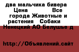два мальчика бивера › Цена ­ 19 000 - Все города Животные и растения » Собаки   . Ненецкий АО,Белушье д.